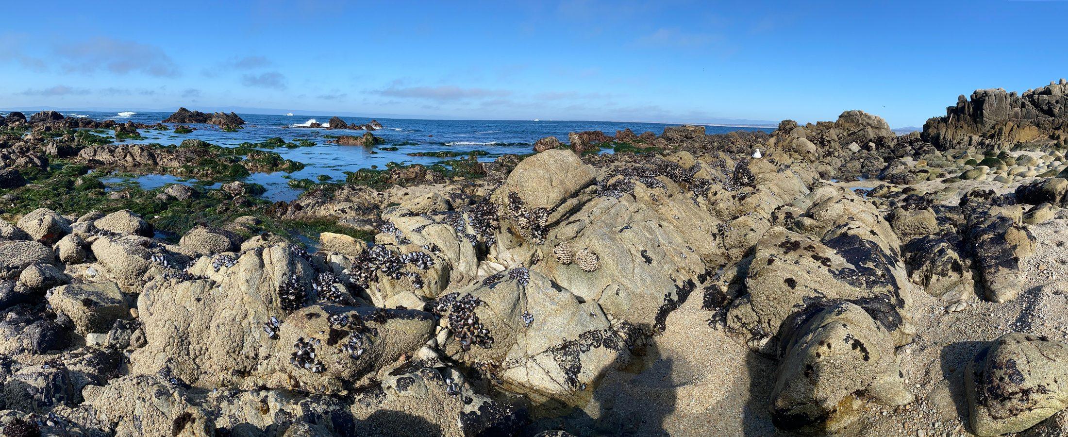 Rocky shoreline, Pacific Grove