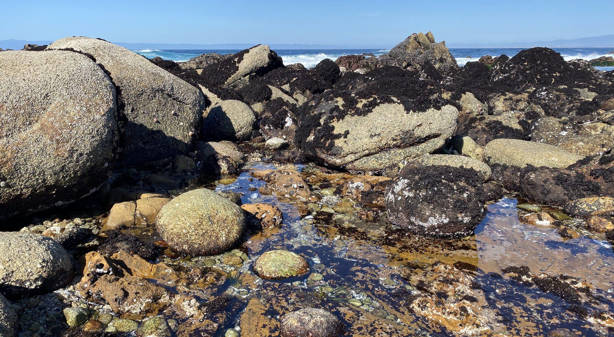 Tide pools on the Monterey coast